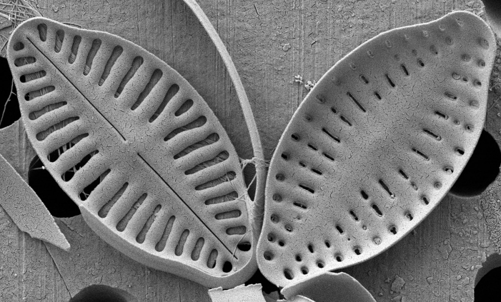 Las diatomeas Laboratorio de diatomología
